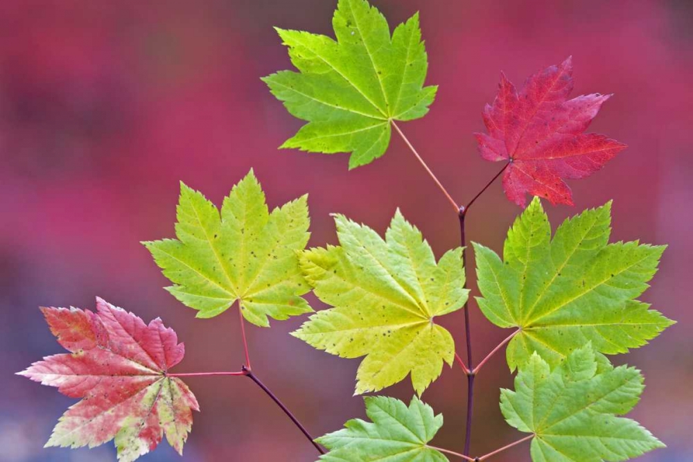 OR, Willamette NF Vine maple leaves in autumn
